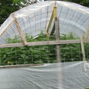 extended roof for White Widow