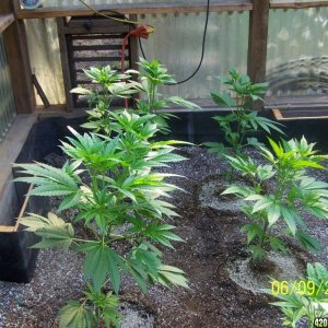 SUNSHINE MIX #4 GROW