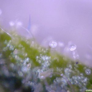 lowryder trichs week 10