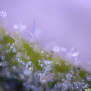 lowryder trichs week 10