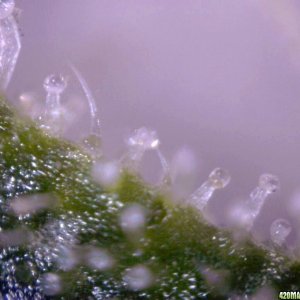 lowryder trichs week 10