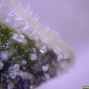 lowryder trichs week 10