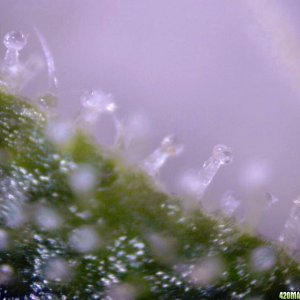 lowryder trichs week 10