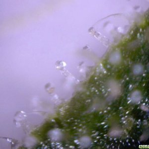 lowryder trichs week 10