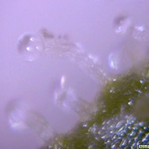 lowryder trichs week 10