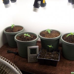 Grow Room 3