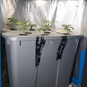 Fogponic experiment grow box