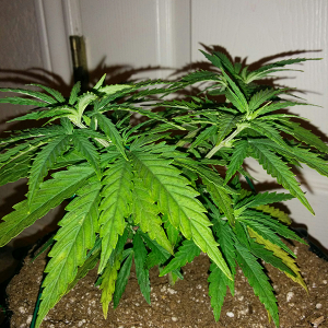 AK48 Day 39