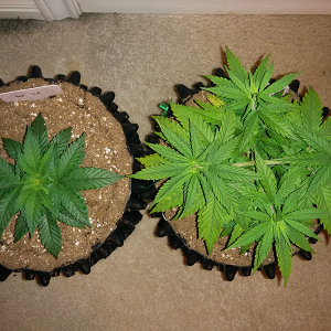 Day 39 AK48 - Day 32 WW