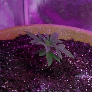 Seedlings and temps