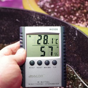 Seedlings and temps