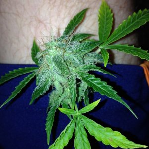 Day 90 Test Bud