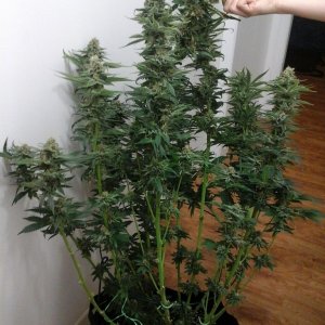 Fruit Spirit by Royal Queen Seeds