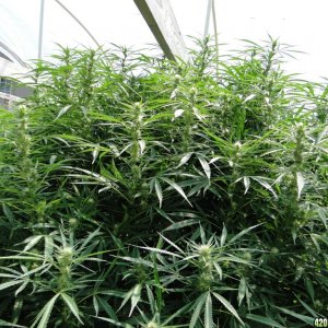 Organic Silver Fox in Flowering (S.S.H. x Kali Mist x G.D.P.)