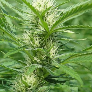 Organic Silver Fox in Flowering (S.S.H. x Kali Mist x G.D.P.)