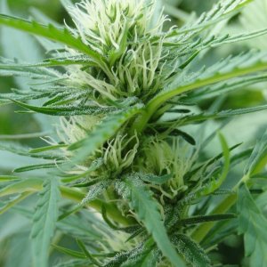 Organic Silver Fox in Flowering (S.S.H. x Kali Mist x G.D.P.)