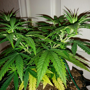 AK48 Day 45