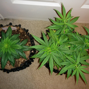 Day 45 AK48 - Day 38 WW