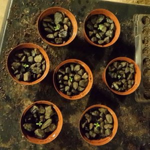 Seedlings1