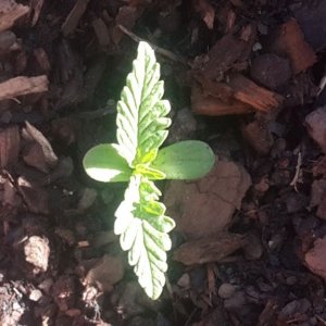 seedlings-close1