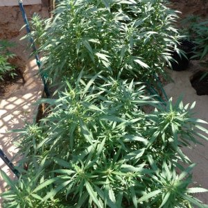 zemat101 2015 med grow