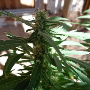 zemat101 2015 med grow