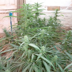 zemat101 2015 med grow