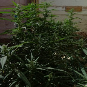 zemat101 2015 med grow