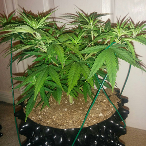 AK48 Day 49