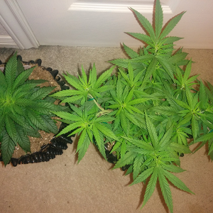 Day 49 AK48 - Day 42 WW