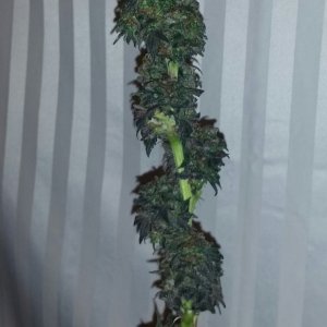 Top Nugs partial harvest