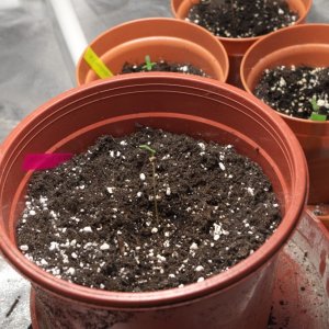 All seeds sprouted in CFL tent