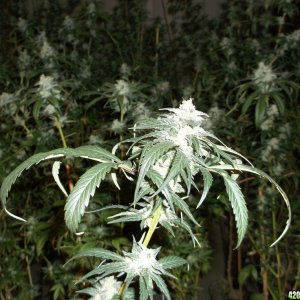 indoor_grow_041_1_