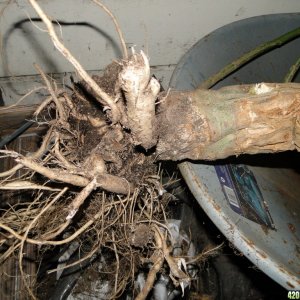 Harvested Silver Fox Stock & Rooting System