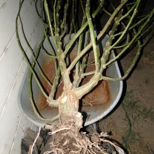 Harvested Silver Fox Stock & Rooting System