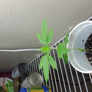 FIRST Grow ever