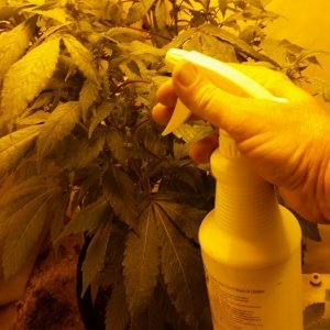 Spider mites after vacation