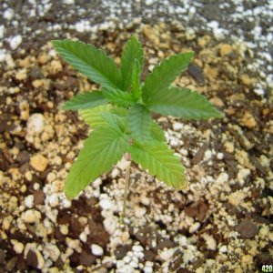 Strawberry Cough Close-up