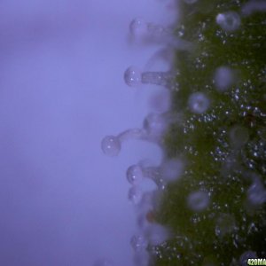 lowryder trichs week 11