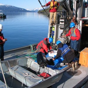 Wildlife_Capture_Drill_in_Valdez