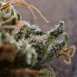 AfghanKush Macro