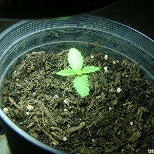 My 1st plant