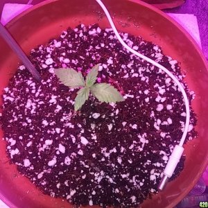 First grow