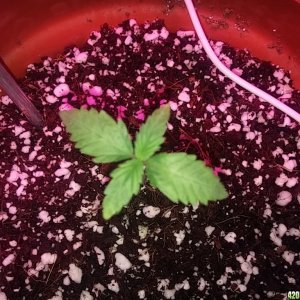 First grow