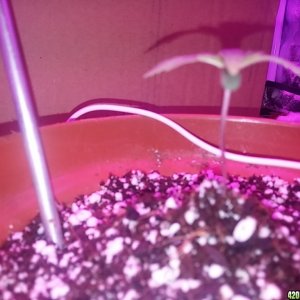 First grow