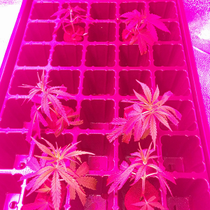 A48 & WW Clones Day 2