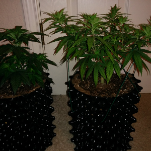 Day 54 AK48 - Day 47 WW Pic 2