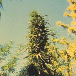 Vintage photos of sativas from the 70s