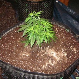 transplanting_Zamal_Hash_008