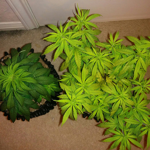 Day 58 AK48 Day 51 WW